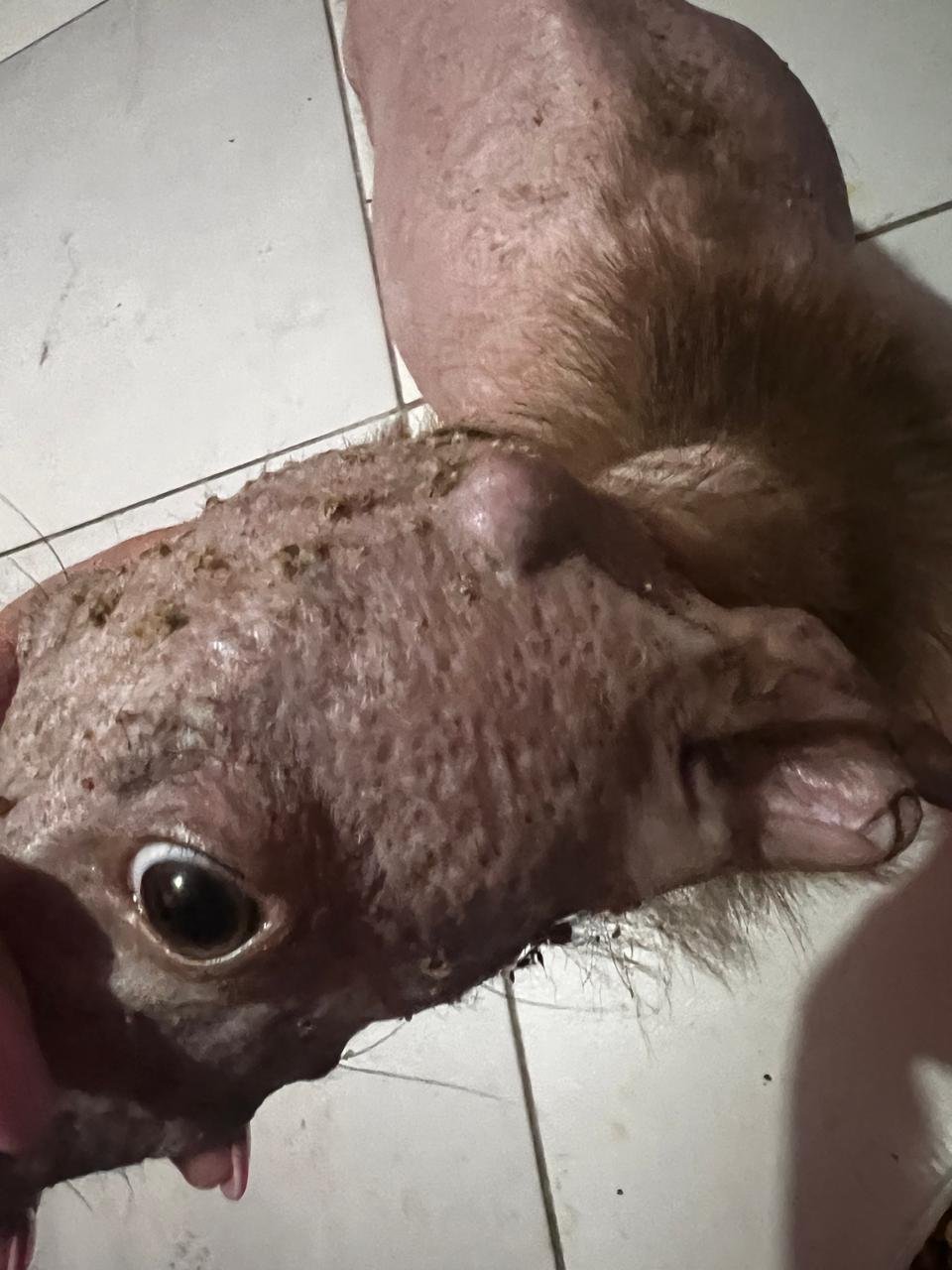 Cachorro feliz
